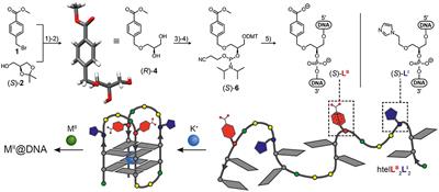 Heteroleptic Coordination Environments in Metal-Mediated DNA G-Quadruplexes